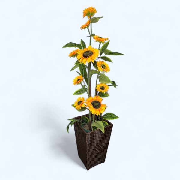 Plant base Close wave plant